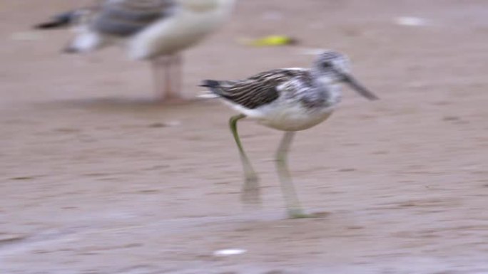 鸟类常见的绿色小腿 (Tringa nebularia) 快速穿过沙洲。