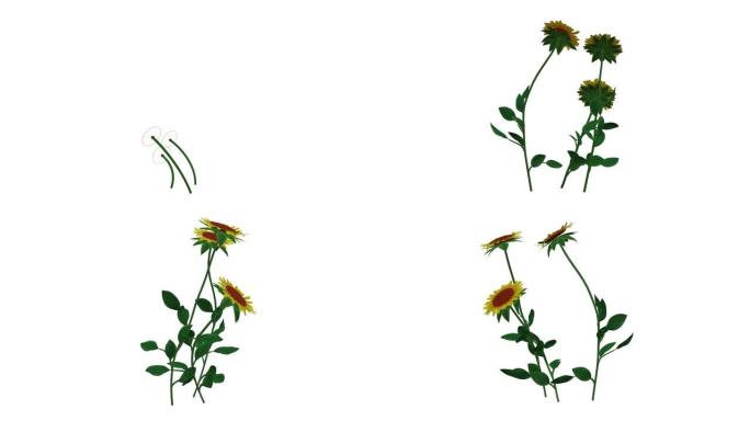 孤立在白色背景上生长的逼真植物的3d渲染
