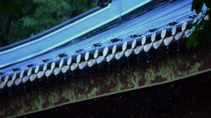 树林 下雨 雨 雨水 森林 树木 大雨