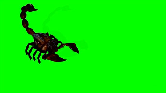 绿色屏幕背景上的森林蝎子以激进的姿势