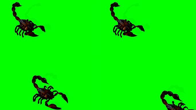 绿色屏幕背景上的森林蝎子以激进的姿势