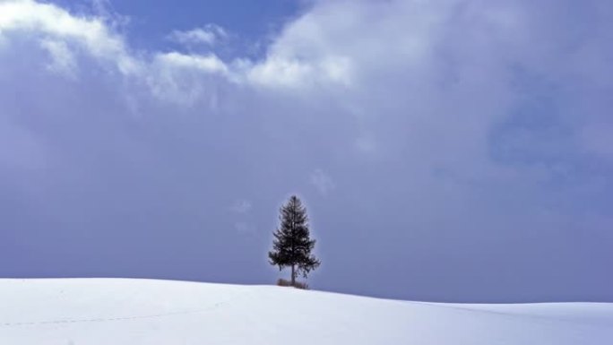 日本北海道美丽的风景圣诞树