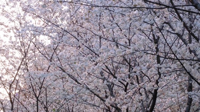 春天花朵樱花盛开植物风景视频素材9