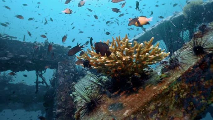 创新环保解决方案水下生态旅游人工珊瑚礁
