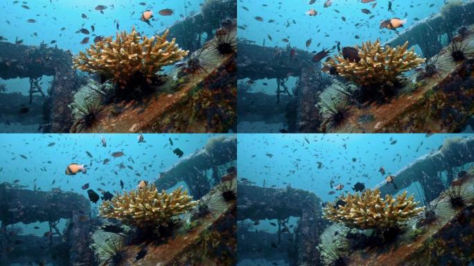 创新环保解决方案水下生态旅游人工珊瑚礁