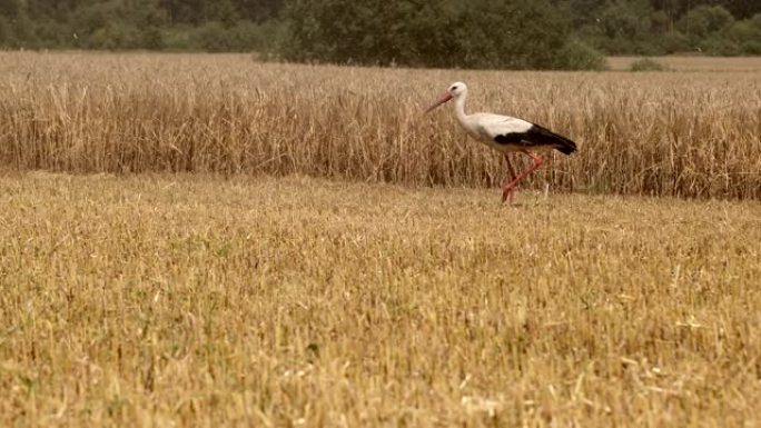 鹳收获小麦后走在田里。田间的鹤鹳正在寻找食物。夏末秋初鸟收获后在空旷的田野里行走，不怕人。普洛雷斯，