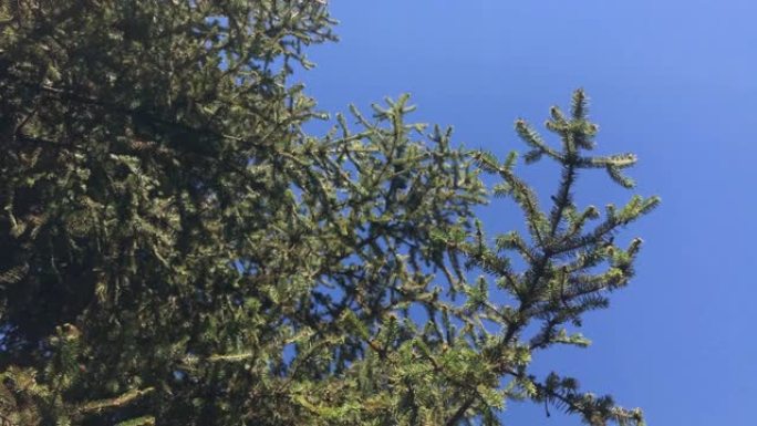 新鲜的绿色冷杉树枝对抗蓝天4K