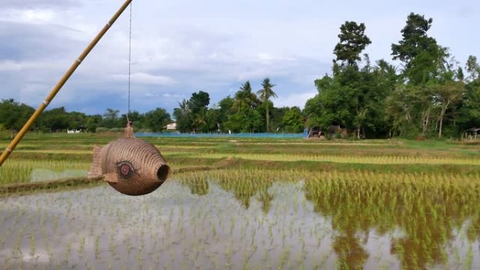 泰国的稻田和农业用地