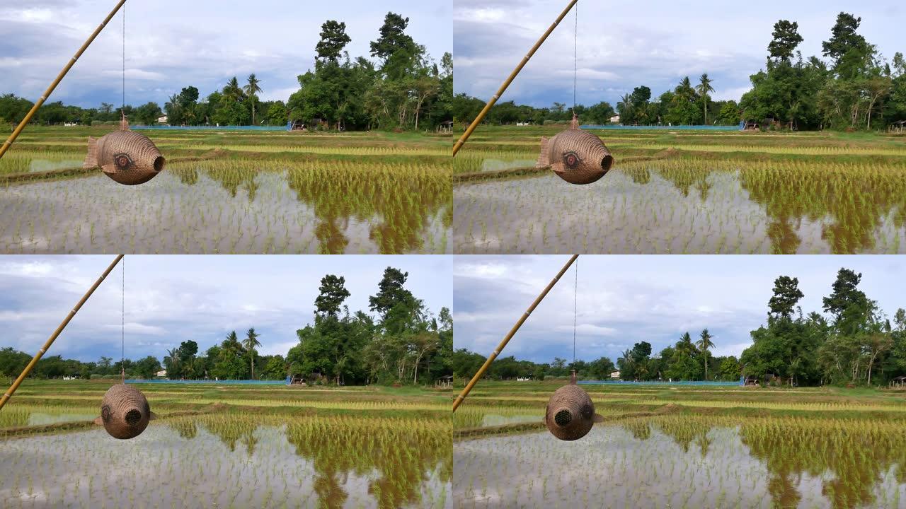 泰国的稻田和农业用地