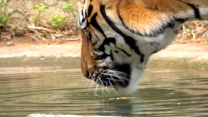 大老虎野生动物在山上的池塘里喝水，老虎是森林自然中的食肉动物