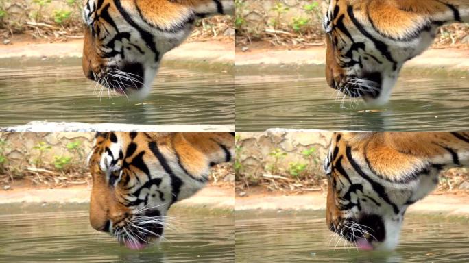 大老虎野生动物在山上的池塘里喝水，老虎是森林自然中的食肉动物
