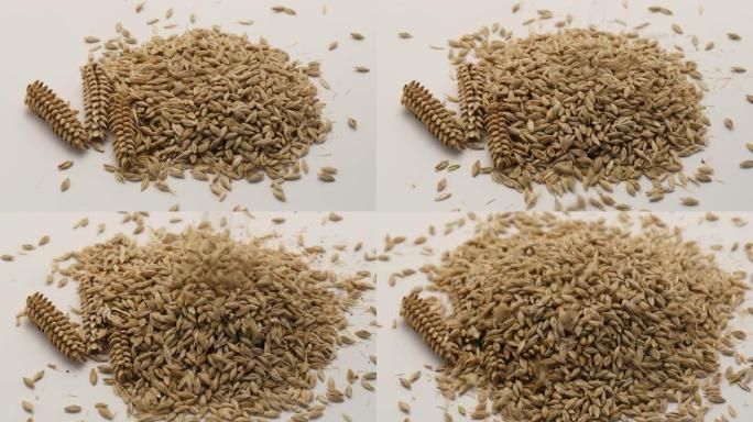 掉落的大麦谷物大战小麦