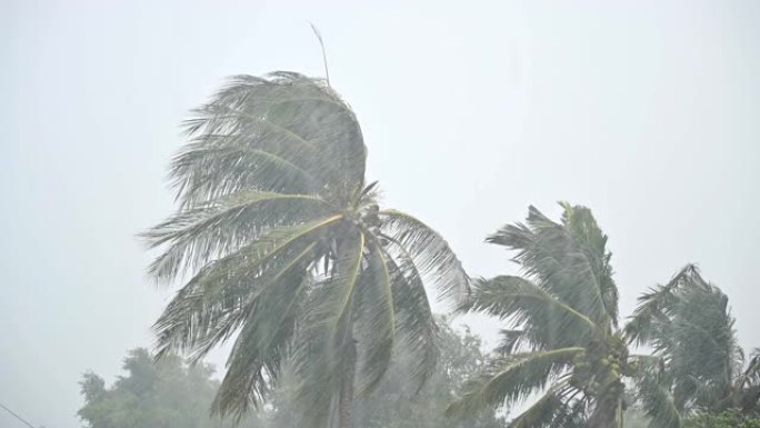 刮风的椰树下雨狂风暴雨暴雨