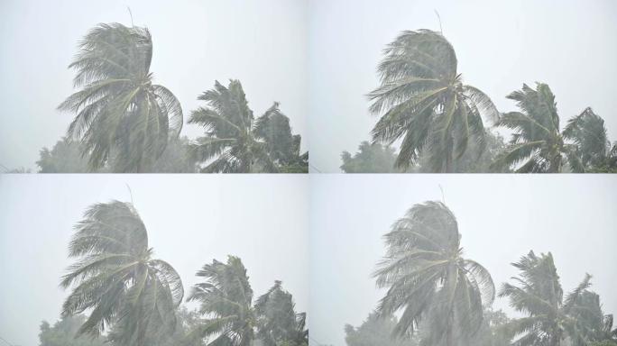 刮风的椰树下雨狂风暴雨暴雨