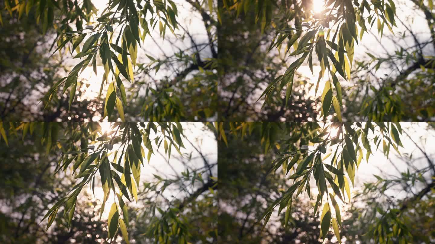 阳光穿过柳树叶子唯美空镜