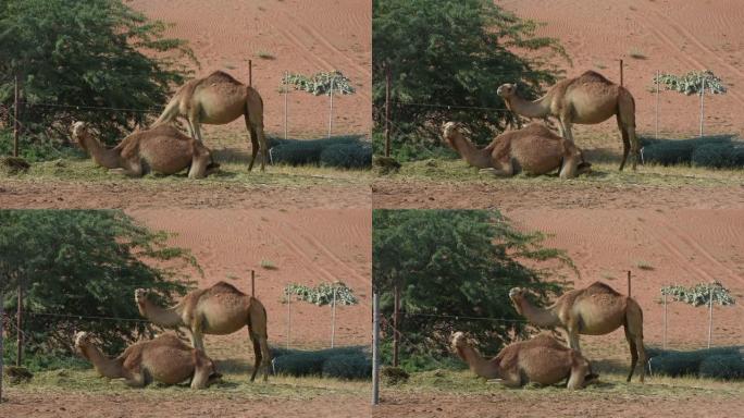 在阿拉伯联合酋长国的沙漠沙丘中站立和坐着的一对单峰骆驼 (Camelus dromedarius)。