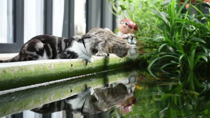 与两只可爱的虎斑猫和花哨的锦鲤鱼的友谊，绿色户外游泳池