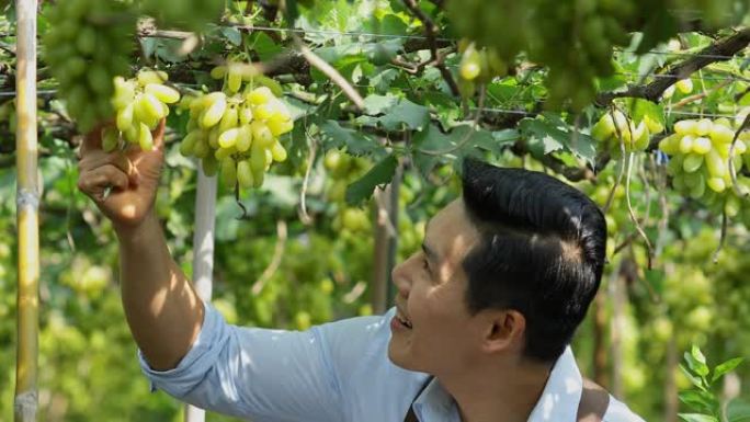 新一代园丁在葡萄园中检查葡萄的质量，葡萄园是为葡萄酒生产而生产的。