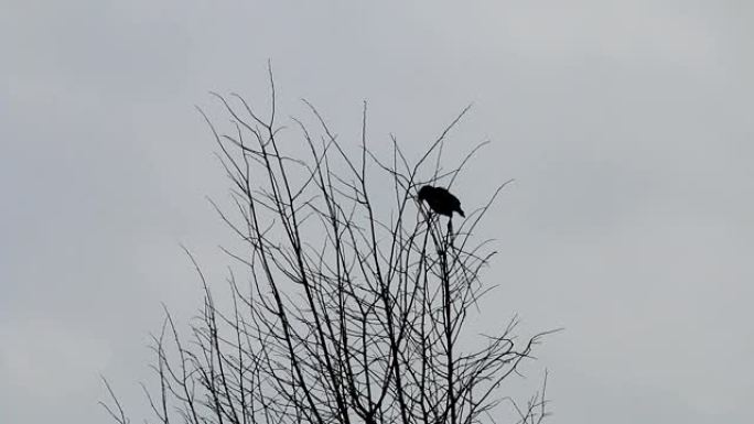 剪影鸟抓住树枝