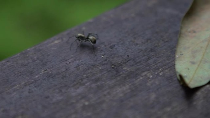 慢镜头蜘蛛在满月园森林游憩区