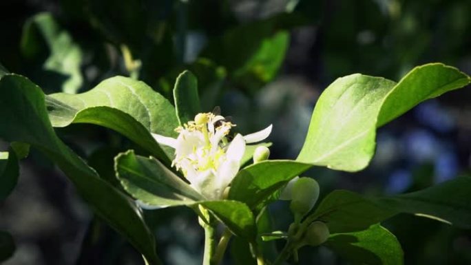 蜜蜂在橙花上的慢动作收集花蜜。树花上的蜜蜂