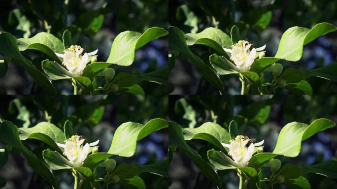 蜜蜂在橙花上的慢动作收集花蜜。树花上的蜜蜂