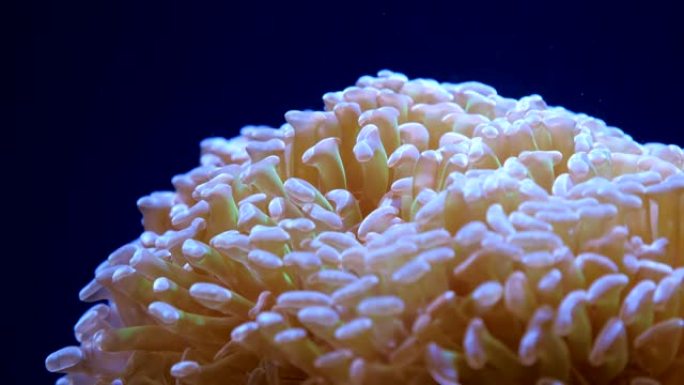 Euphyllia-大息肉石珊瑚。