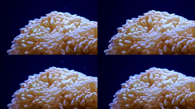 Euphyllia-大息肉石珊瑚。