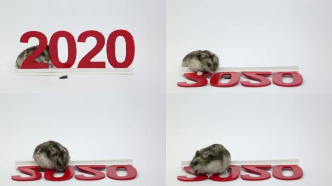 白老鼠是即将到来的2020年的象征。