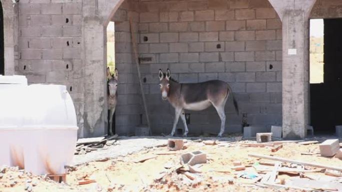 驴子或驴 (Equus africanus asinus) 在阿拉伯联合酋长国的一个建筑工地中躲避炎