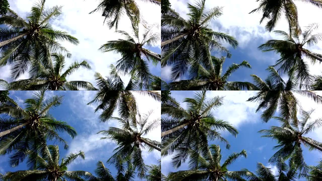 蓝天时间流逝的椰子树