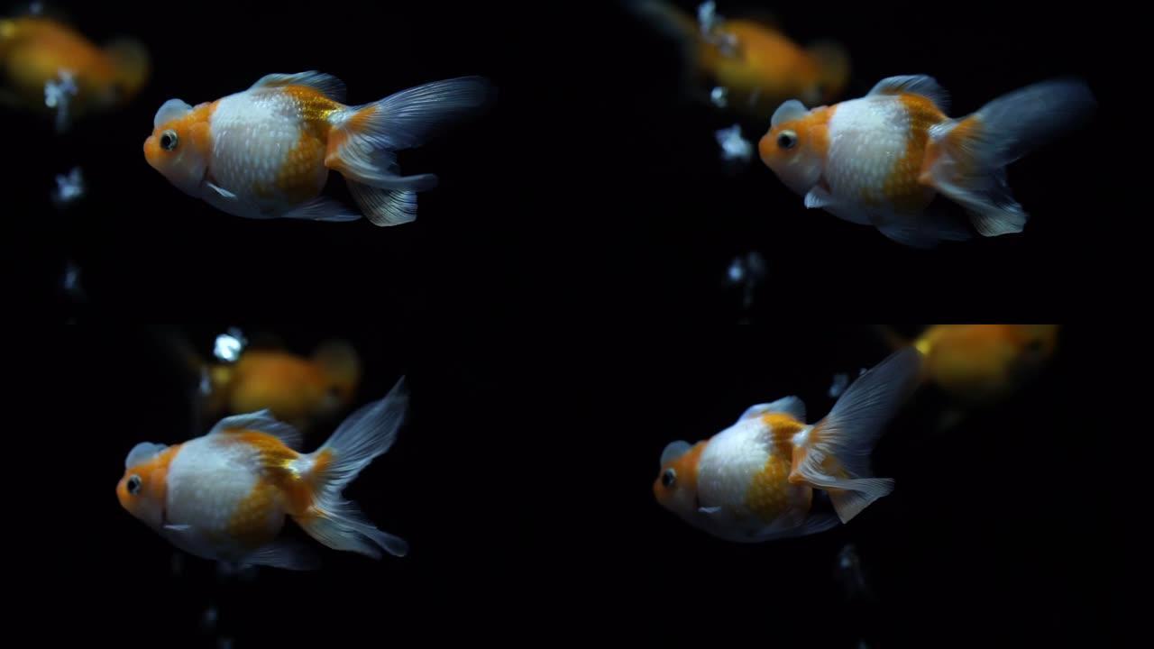橙色金色Oranda金鱼游泳在水池黑色的水背景