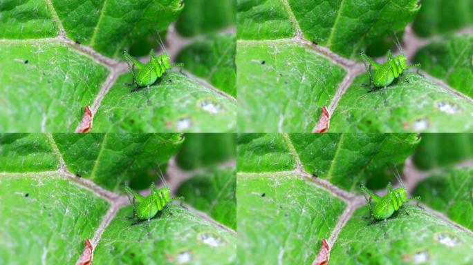 小动物、昆虫和野生动物