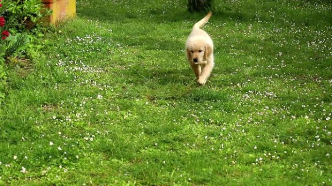 两个月大的金毛猎犬的慢动作