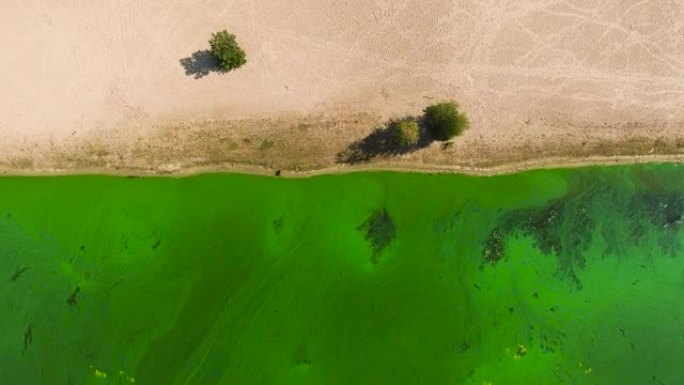 沙质河岸和绿藻严重污染的水的空中顶部