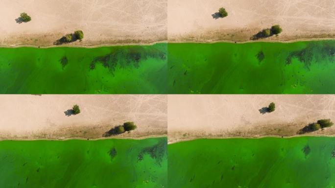 沙质河岸和绿藻严重污染的水的空中顶部