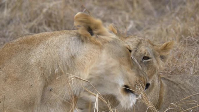 母狮和她的幼崽互相舔