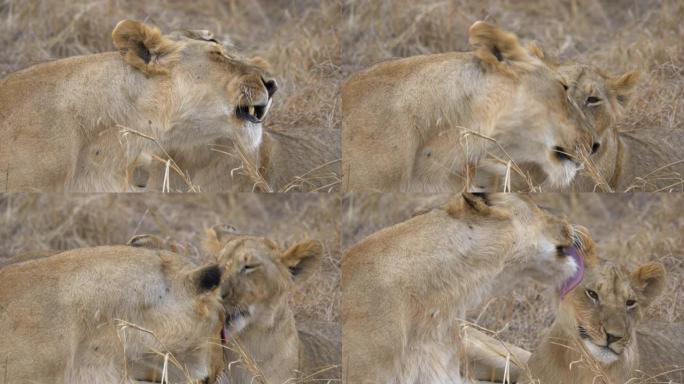 母狮和她的幼崽互相舔