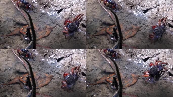 高角度视图: 泰国的两只Sesarma mederi蟹继续进食
