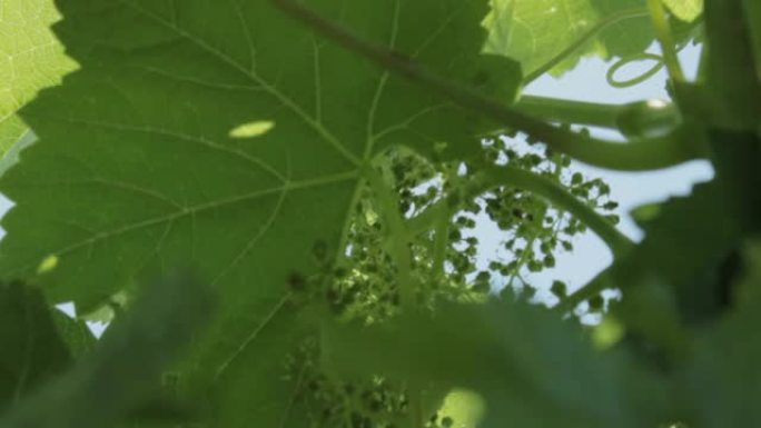 阳光穿过藤蔓的叶子。阳光明媚的日子!