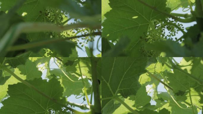 阳光穿过藤蔓的叶子。阳光明媚的日子!