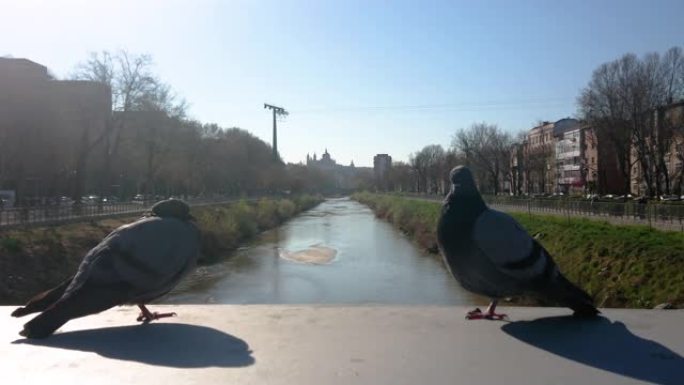 马德里河，边缘有2只鸽子
