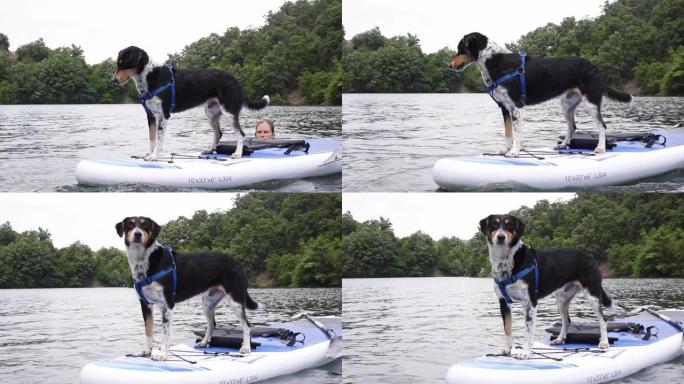 可爱的宠物狗和她的主人一起划皮划艇
