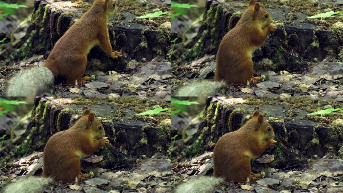 尾巴浓密的红毛松鼠在森林里的地面上行走，寻找食物并吃掉它。