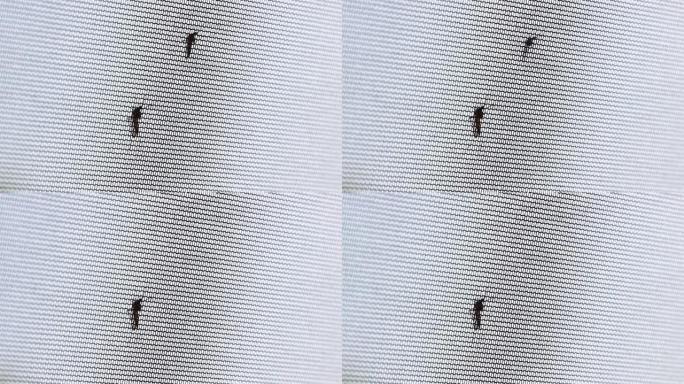 两只蚊子坐在网上，其中一只飞走了