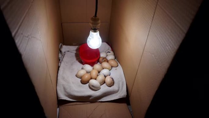 手动鸡蛋孵化机和孵化鸡蛋，