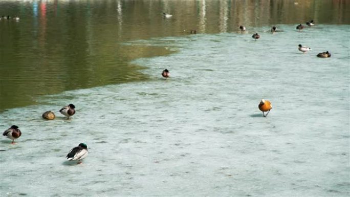 池塘中间的冰面上的鸭子和旱冰