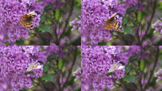 在阳光明媚的春天，花在盛开的丁香花上画蝴蝶 (Vanessa Cynthia cardui)。浅场深