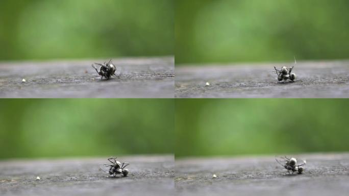 两只黑蚂蚁在台湾森林野外战斗的特写慢镜头
