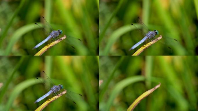 慢动作宏观蓝蜻蜓飞离植物